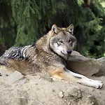Sonnbichl ホテル